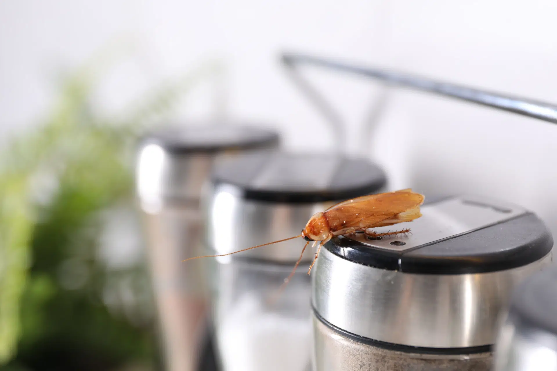 Cafard sur un pot d'épices en cuisine