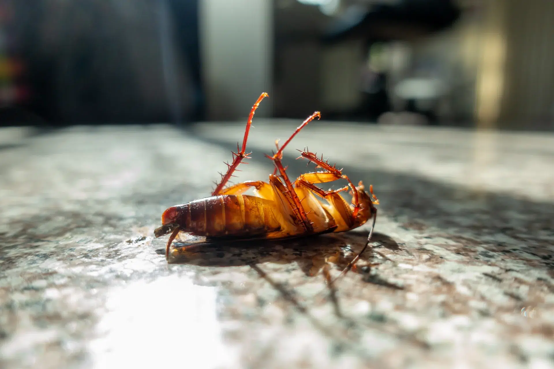 Nouveau projet - 2026-02-26T120547.699 Dead cockroach on floor